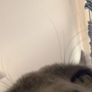 Meet your Posher, Gigi bravo